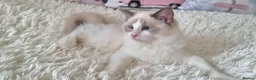 Ragdoll cats for sale: 💕Beautiful TICA Ragdolls Kittens 💕 - Advert 22