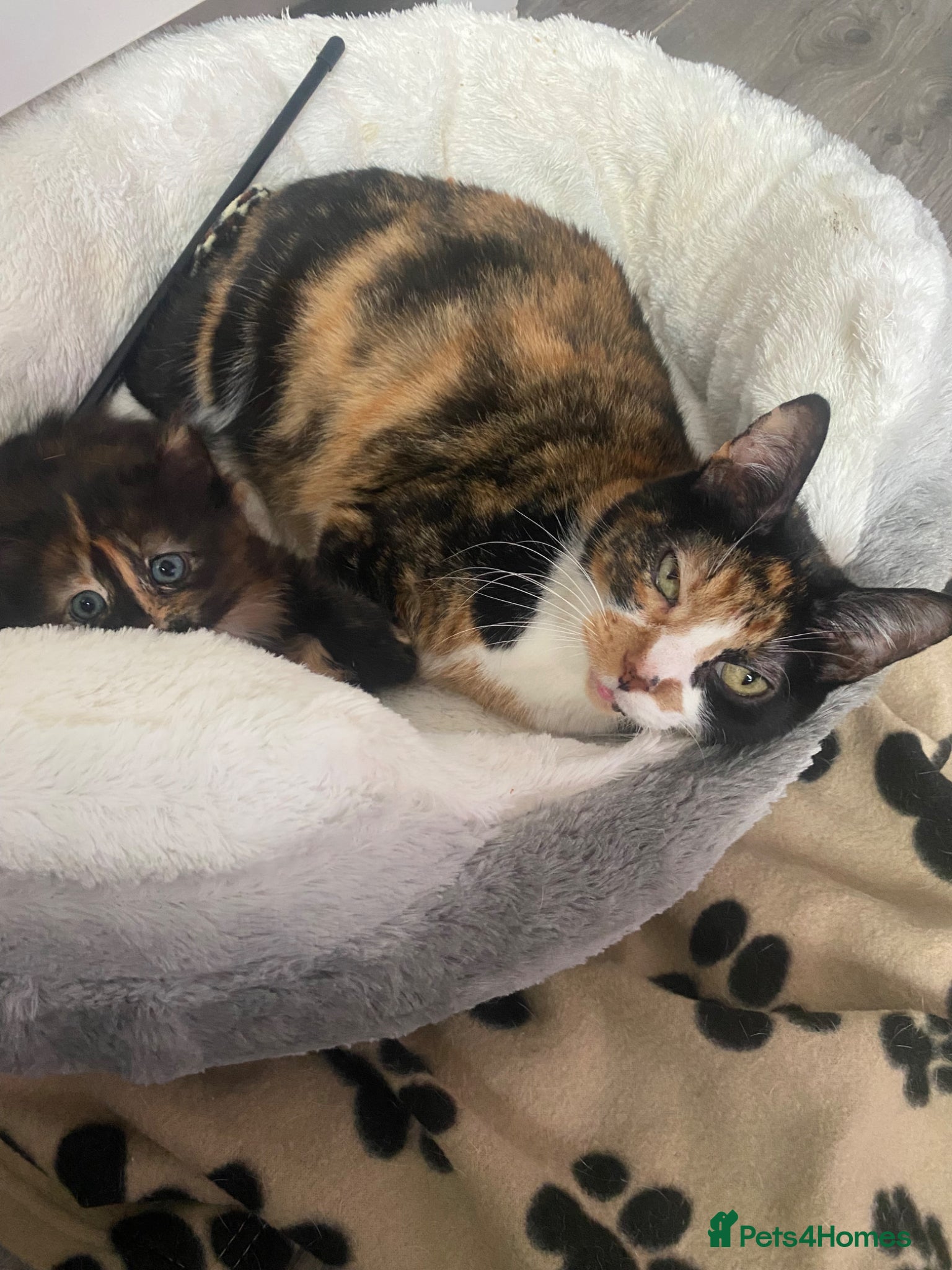 Mixed Breed cats Beautiful Mixed Breed Fluffy Kitten For Sale - Advert 12