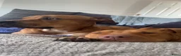 Mixed Breed dogs for adoption: 2 staffy crosses  in Middlesbrough - Advert 5