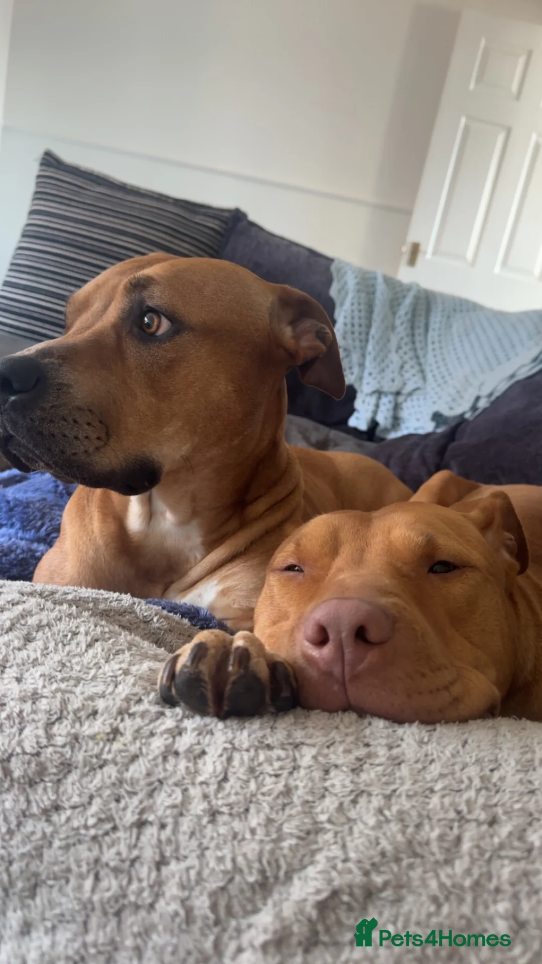 Mixed Breed dogs for adoption: 2 staffy crosses  in Middlesbrough - Advert 5