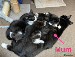 Mixed Breed cats Three energetic kittens: Noodle, Peanut and Daisy - Advert 4