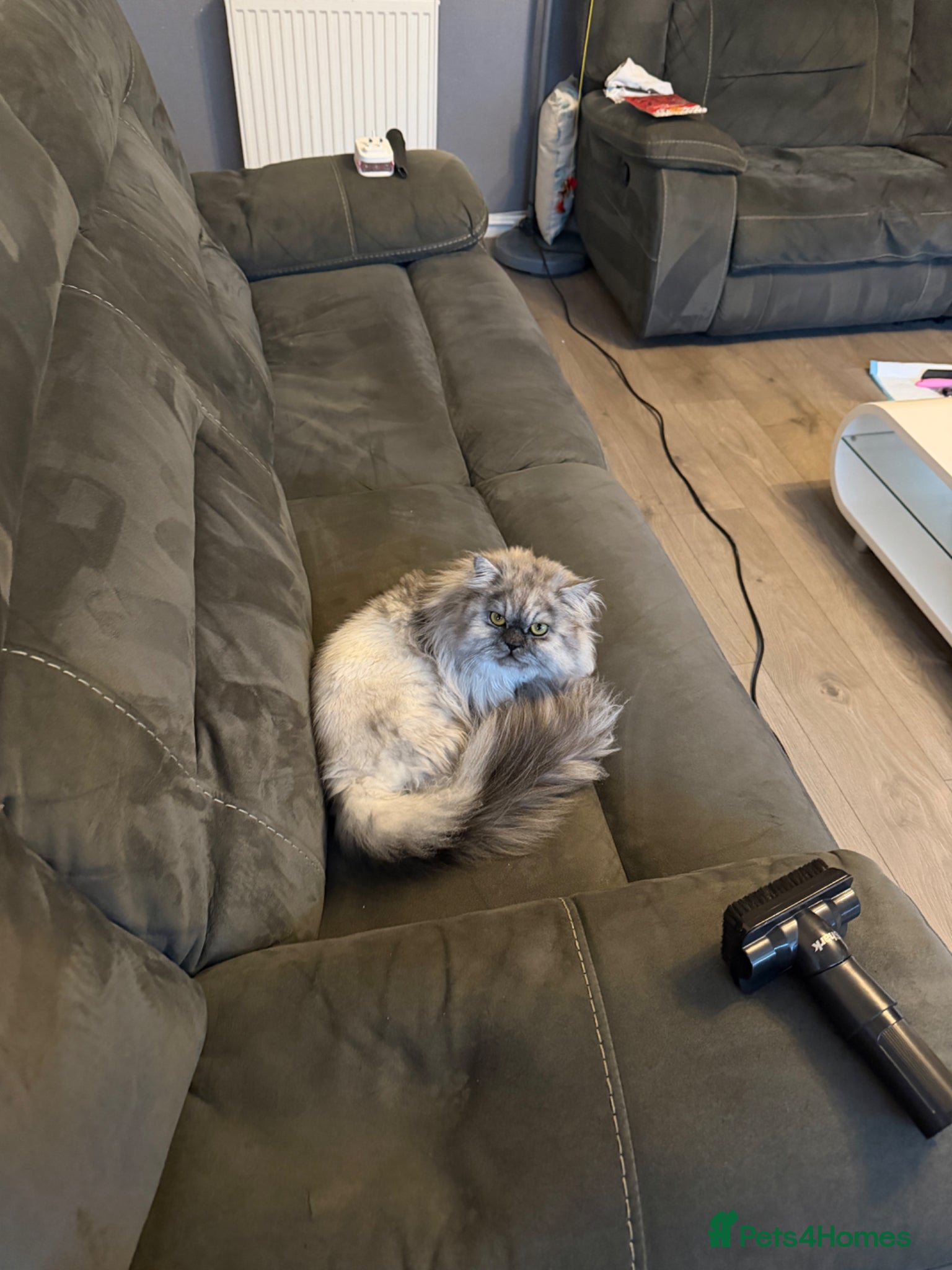 Persian cats Male Persian  - Advert 4