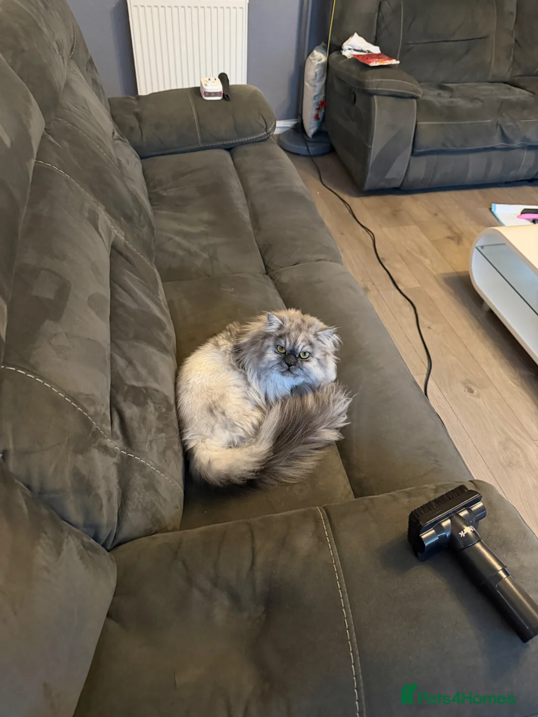 Persian cats for sale: Male Persian  - Advert 1