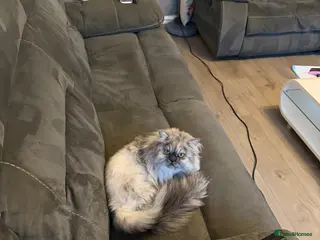 Persian cats Male Persian - Advert 11