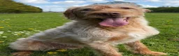 Labradoodle dogs for sale: Henley  - Advert 5