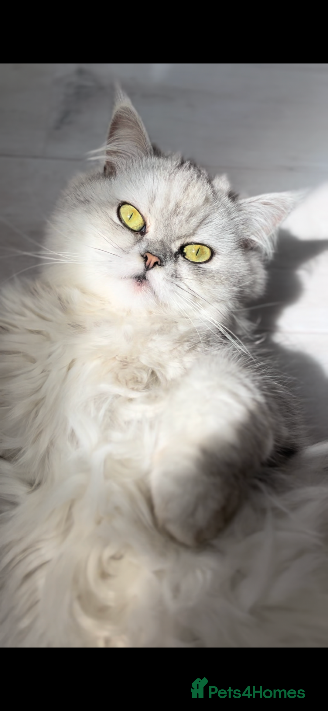 Persian cats for sale: Silver tipped white Persian female 3 years old - Advert 5