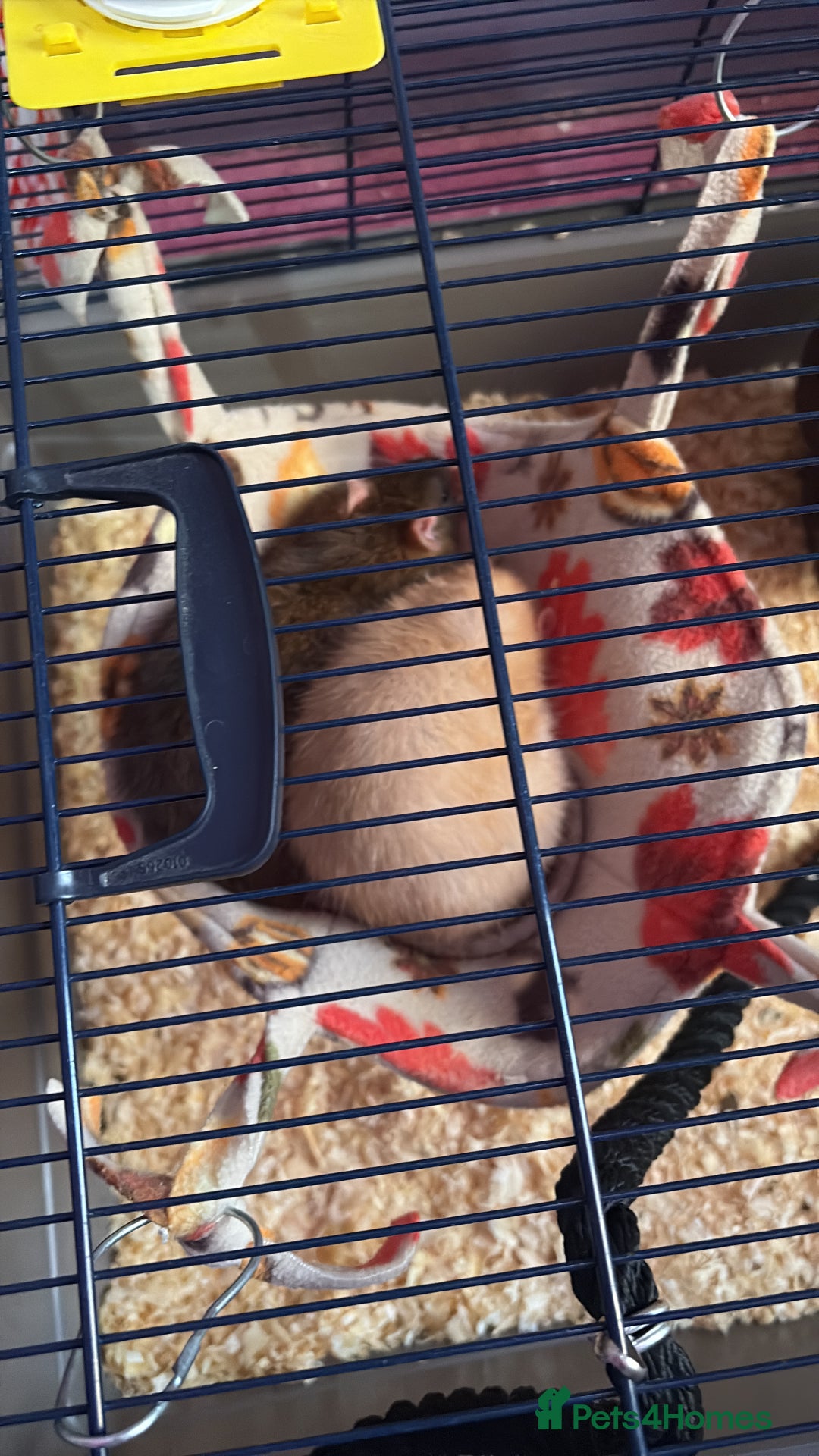 Rat rodents for sale: Ginger and summer  - Advert 8