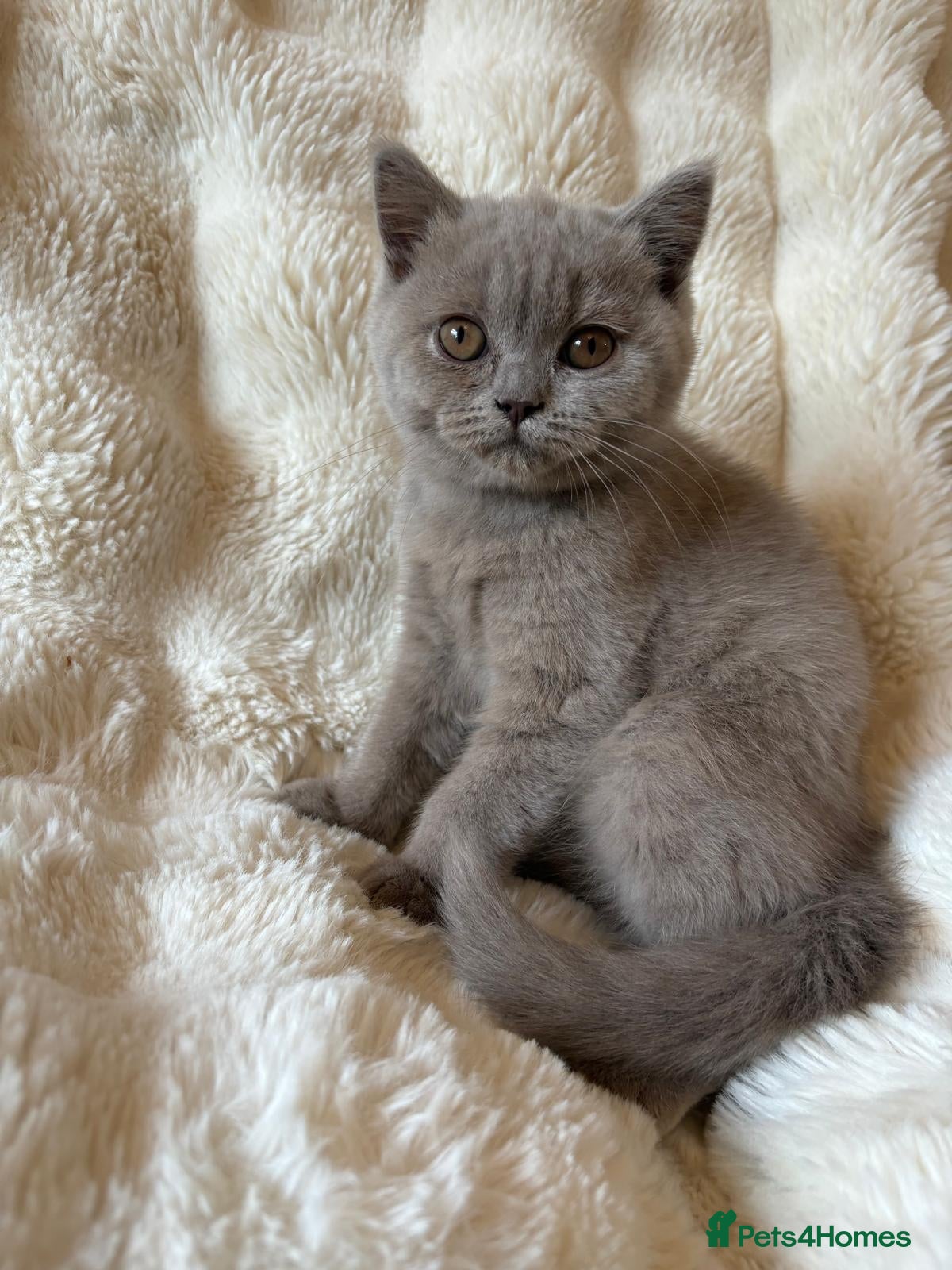British Shorthair Kitten 5