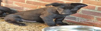 Puppy 4