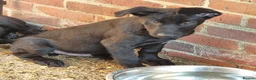Belgian Shepherd Dog dogs for sale: Belgian malinois puppies KNVP working lines - Advert 6