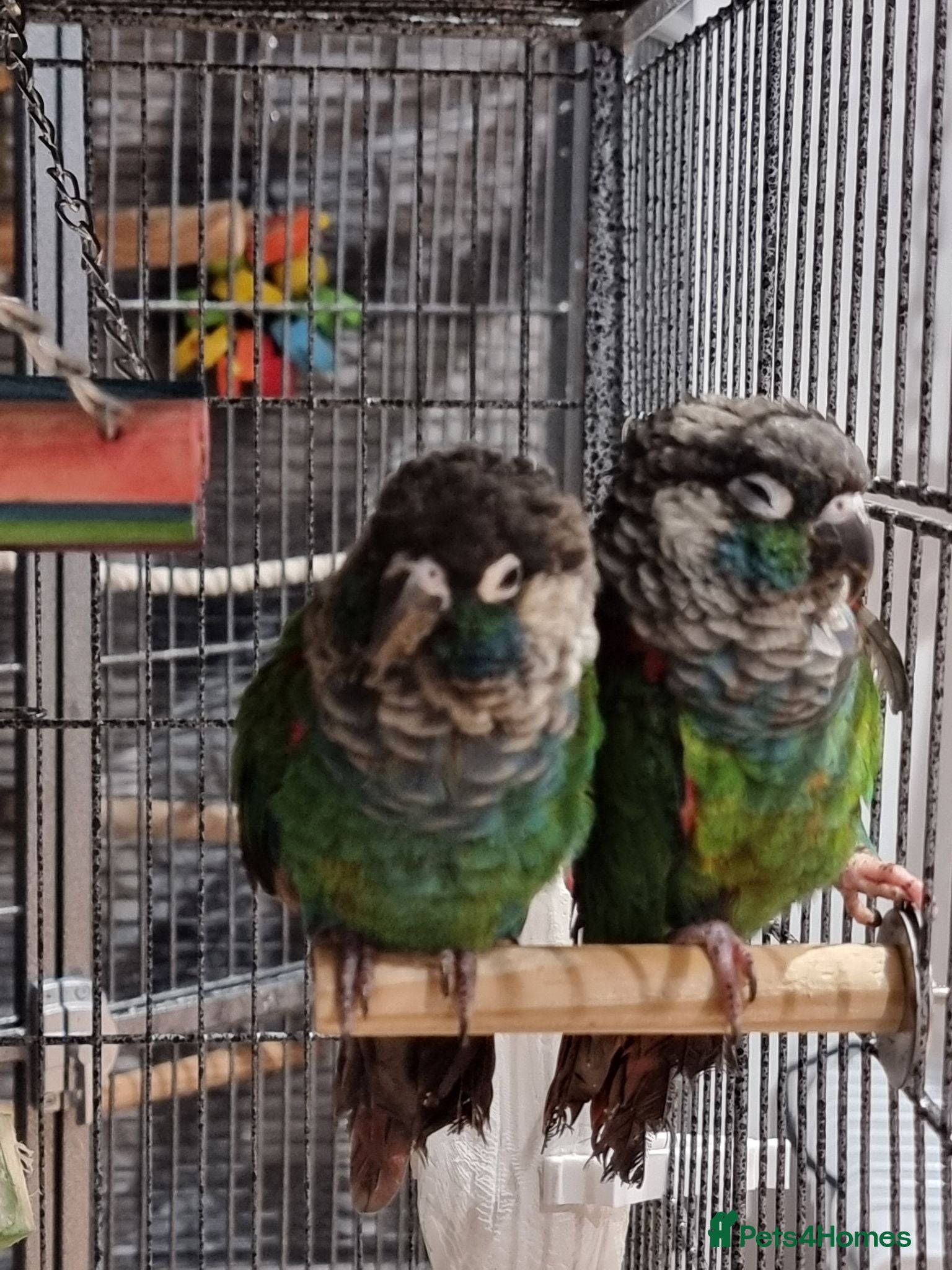 Conures birds Pearly conure, pair, dna papers  - Advert 1
