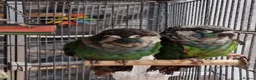Conures birds for sale: Pearly conure, pair, dna papers  - Advert 1