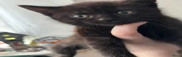 Mixed Breed cats for sale: Tortoiseshell kitten ready for new home in Canterbury - Advert 6