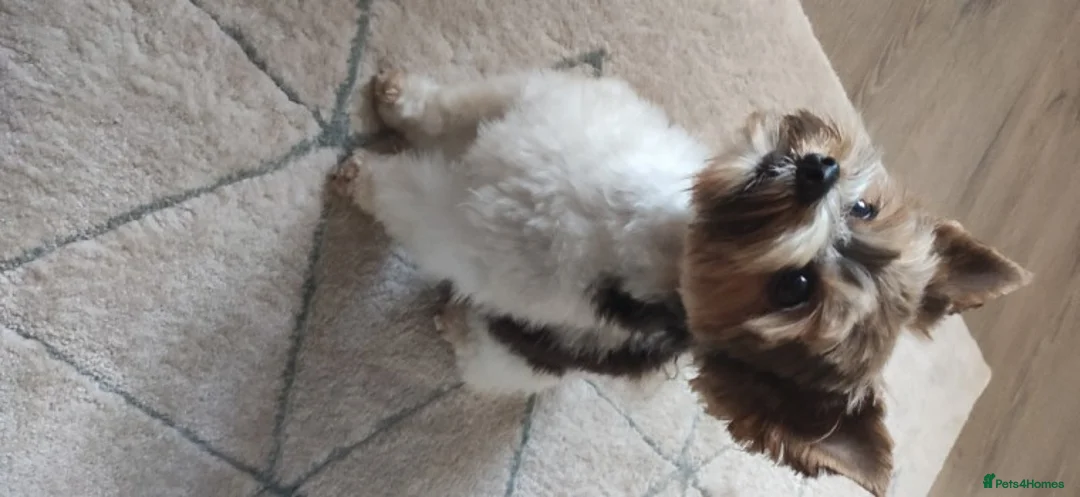 Yorkshire Terrier dogs for stud: Yorkshire terrier for stud in Weston-super-Mare - Advert 8