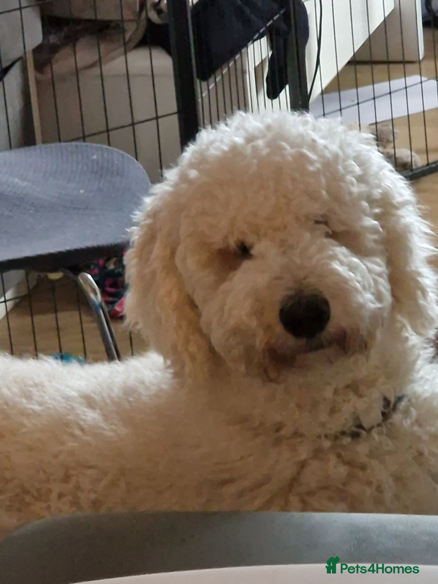 Standard Poodle dogs for stud: Standard White Poodle as stag - Advert 2