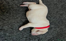 Labrador Retriever dogs for sale: Labrador puppies in Shaftesbury - Image 16