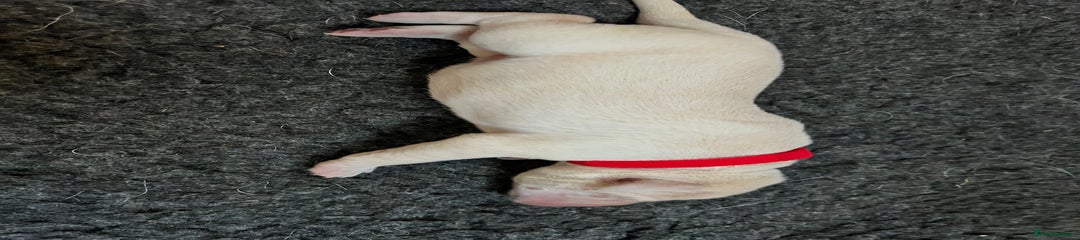 Labrador Retriever Puppy 4