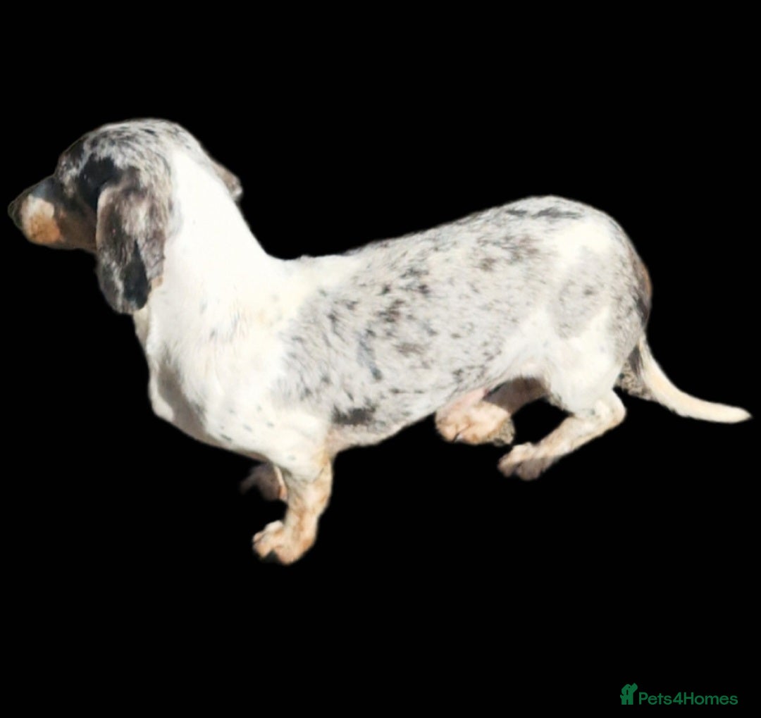 Miniature Dachshund dogs for stud: PRA CLEAR BLUE PIED DAPPLE STUD - Image 2