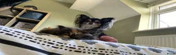 Exotic cats for sale: Exotic short hair cross kittens  - Advert 3