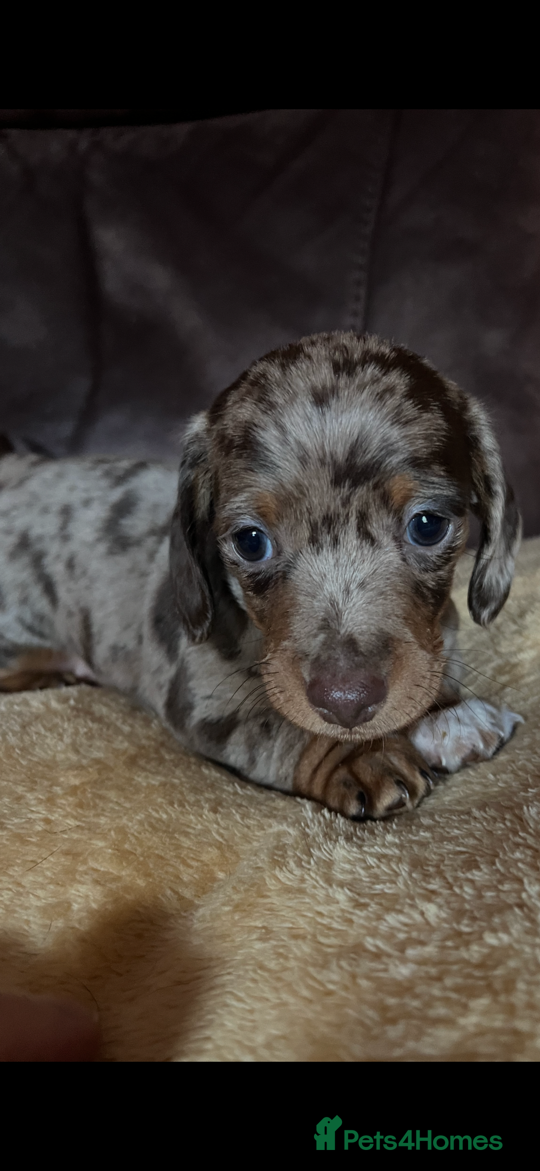 Miniature Dachshund dogs for sale: Miniature Dachshund  - Advert 25