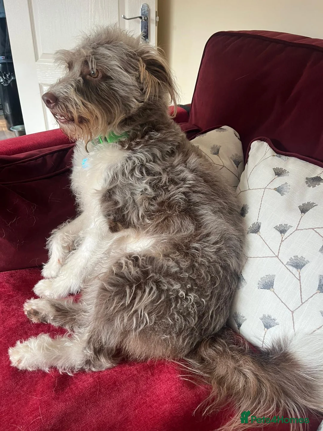 Mixed Breed dogs for adoption: Monty  in Newent - Advert 2