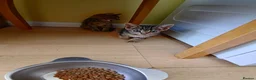 Mixed Breed cats for sale: 4 kittens to good hands  - Advert 3