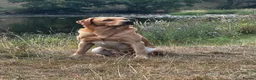 Labrador Retriever dogs for stud: FT CH DIGLAKE ALABAMA JATARCON  FULL HEALTH TESTED - Advert 3
