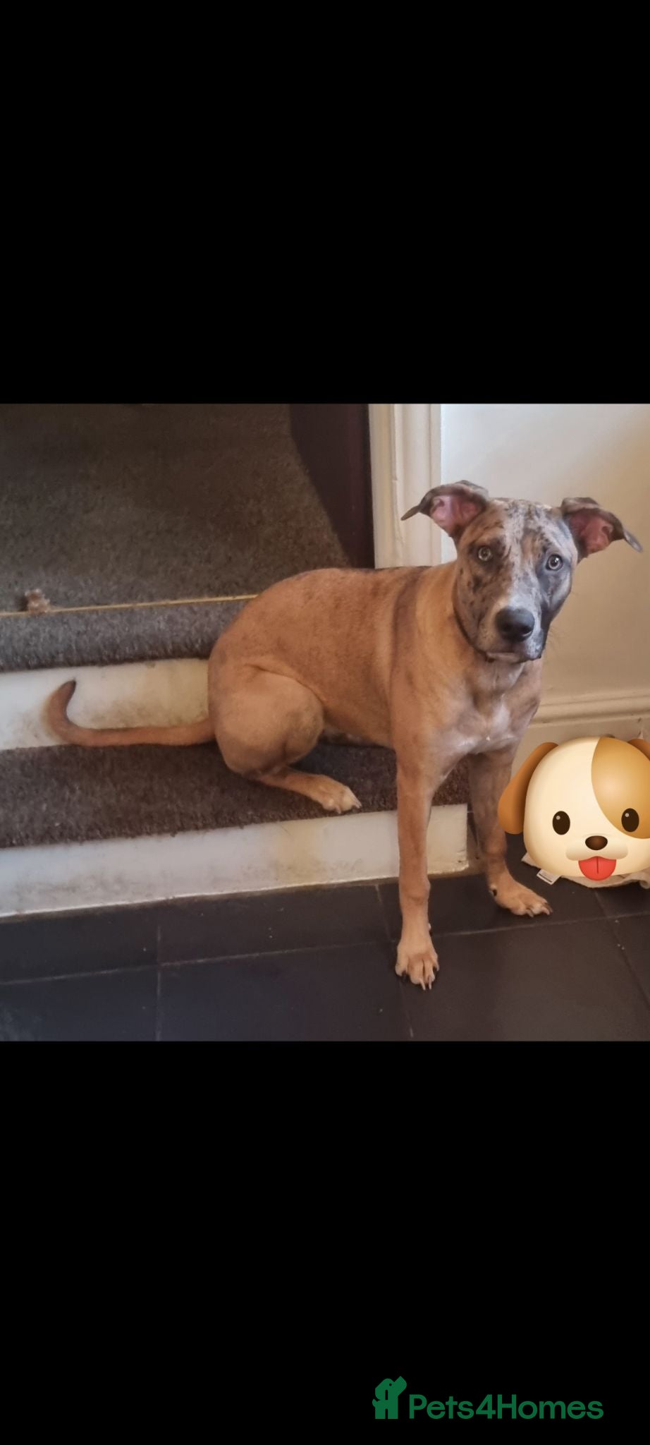 Mixed Breed dogs Catahoula leopard dog x Belgian malinois  - Advert 8