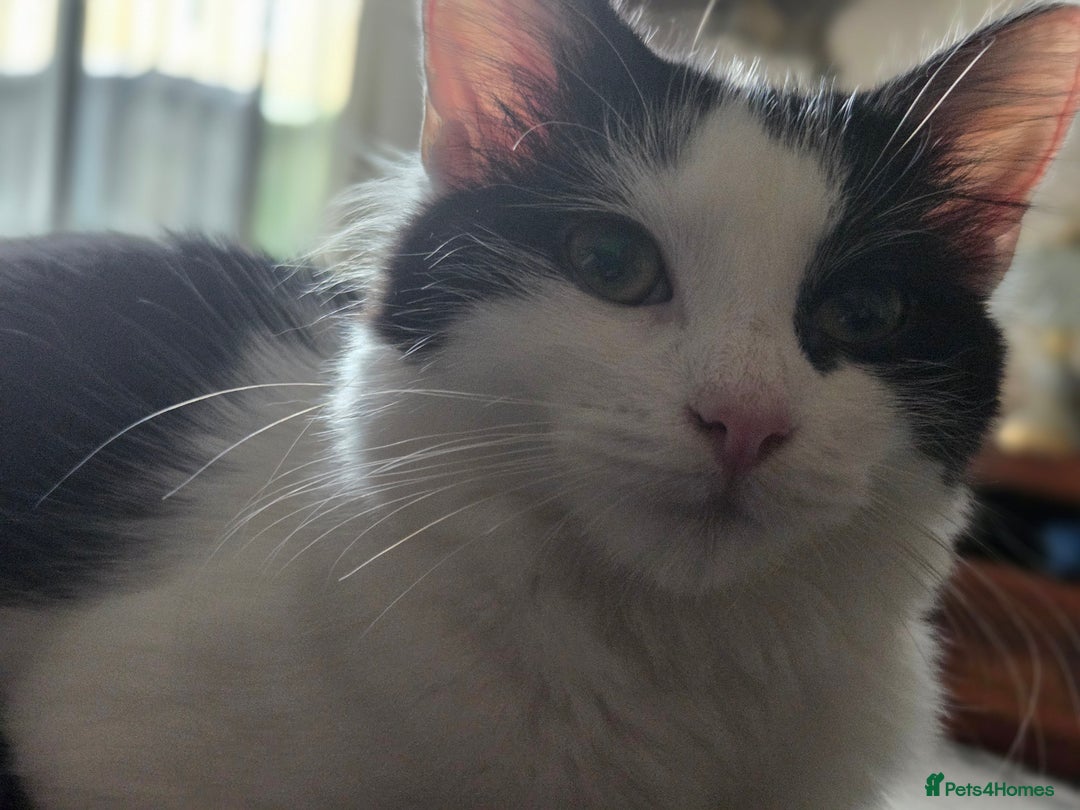 British Longhair cats for sale: Home Wanted for Sibling Cats, Indie & Ingrid - Advert 6