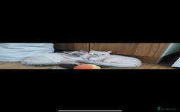 Ragdoll cats for sale: 3 Male Ragdoll kittens - Image 7
