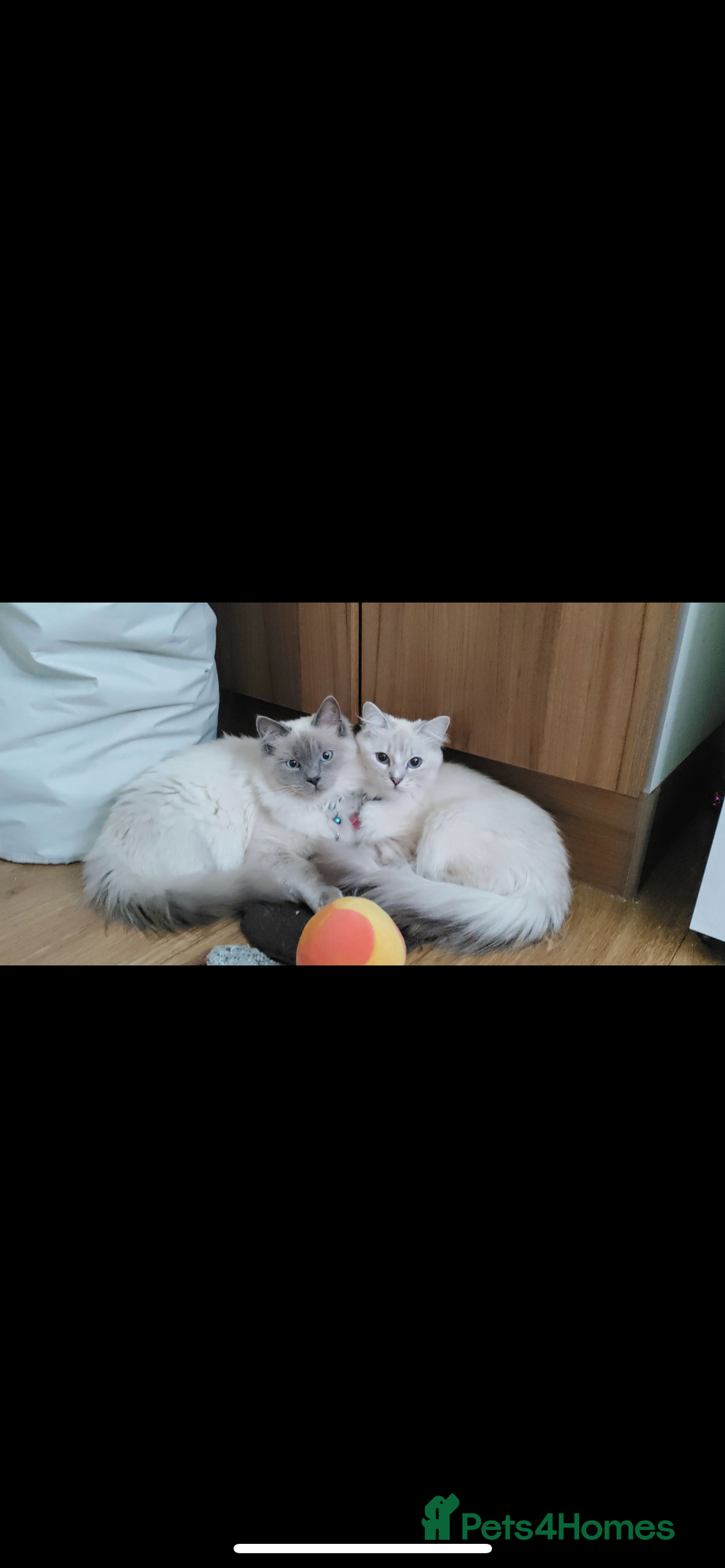 Ragdoll cats for sale: 3 Male Ragdoll kittens - Image 7