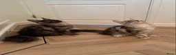 Maine Coon cats for sale: Tica registered Maine coons  - Advert 14