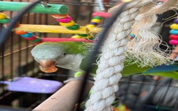 Parrots birds for sale: Male green Quaker parrot  - Image 7