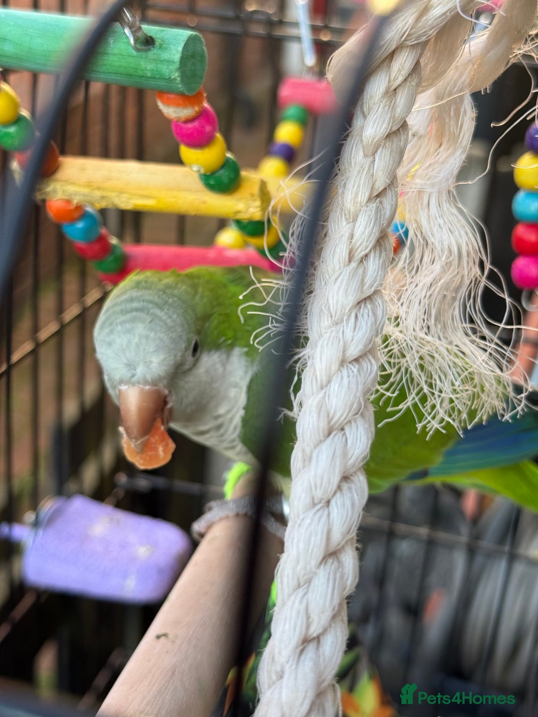 Parrots birds for sale: Male green Quaker parrot  - Image 7