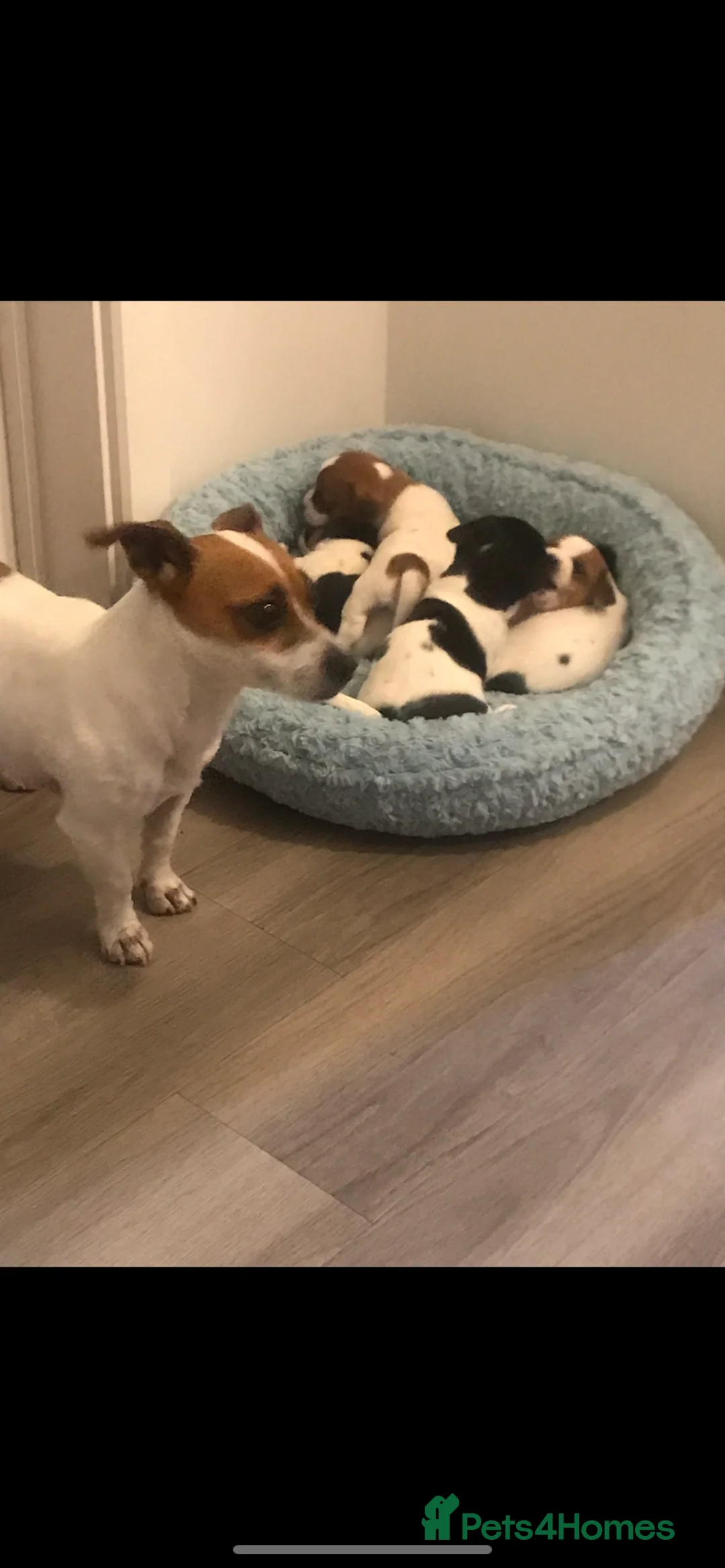 Jack Russell dogs for stud: Proven Short legged true  jack Russell for stud  in Eastleigh - Advert 8