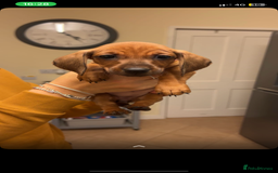 Dachshund dogs for sale: Beautiful Dachshund puppies for sale  - Image 8