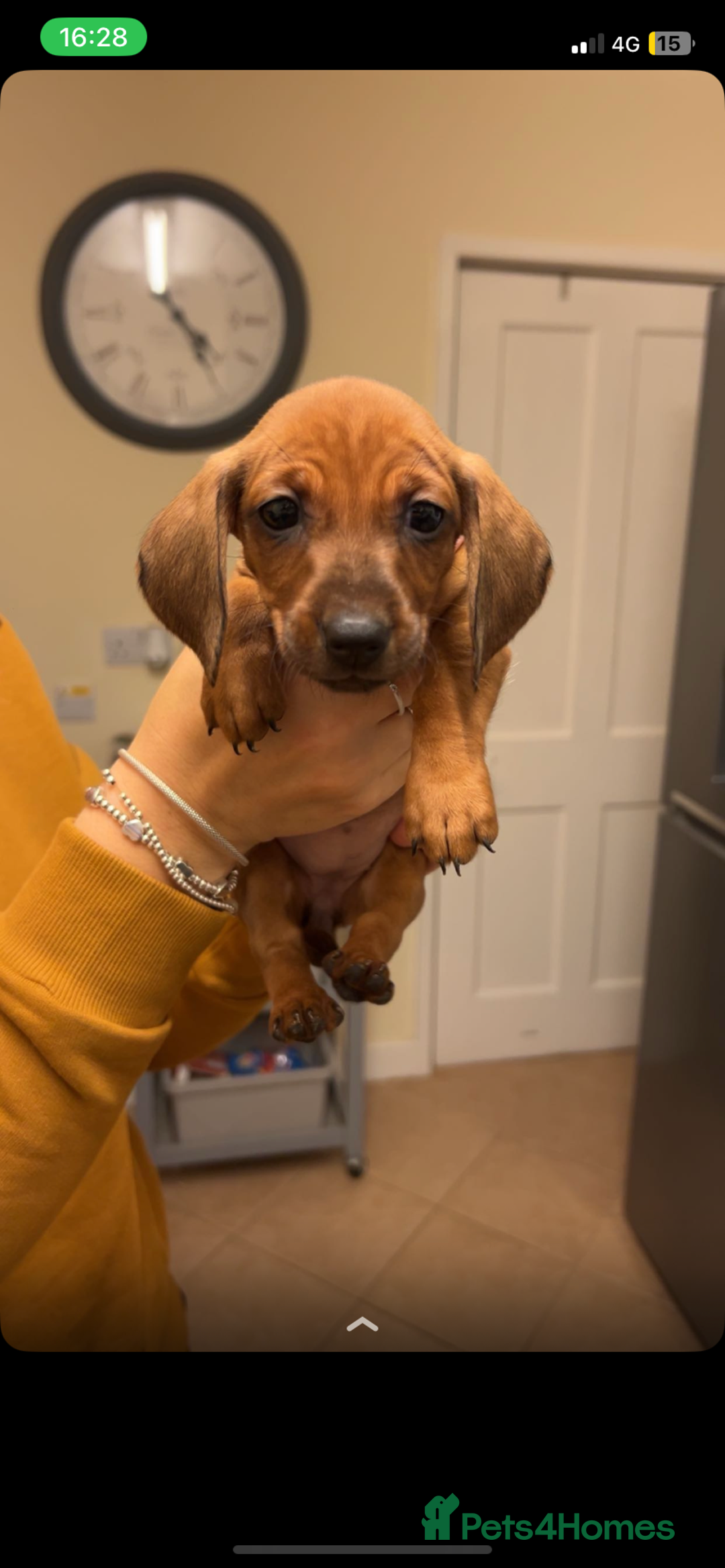 Dachshund dogs for sale: Beautiful Dachshund puppies for sale  - Image 8