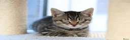 Mixed Breed cats for sale: Tabby Kittens Ready SOON - Advert 23