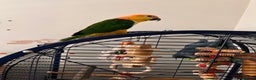 Parrots birds for sale: Caique parrot  - Advert 3