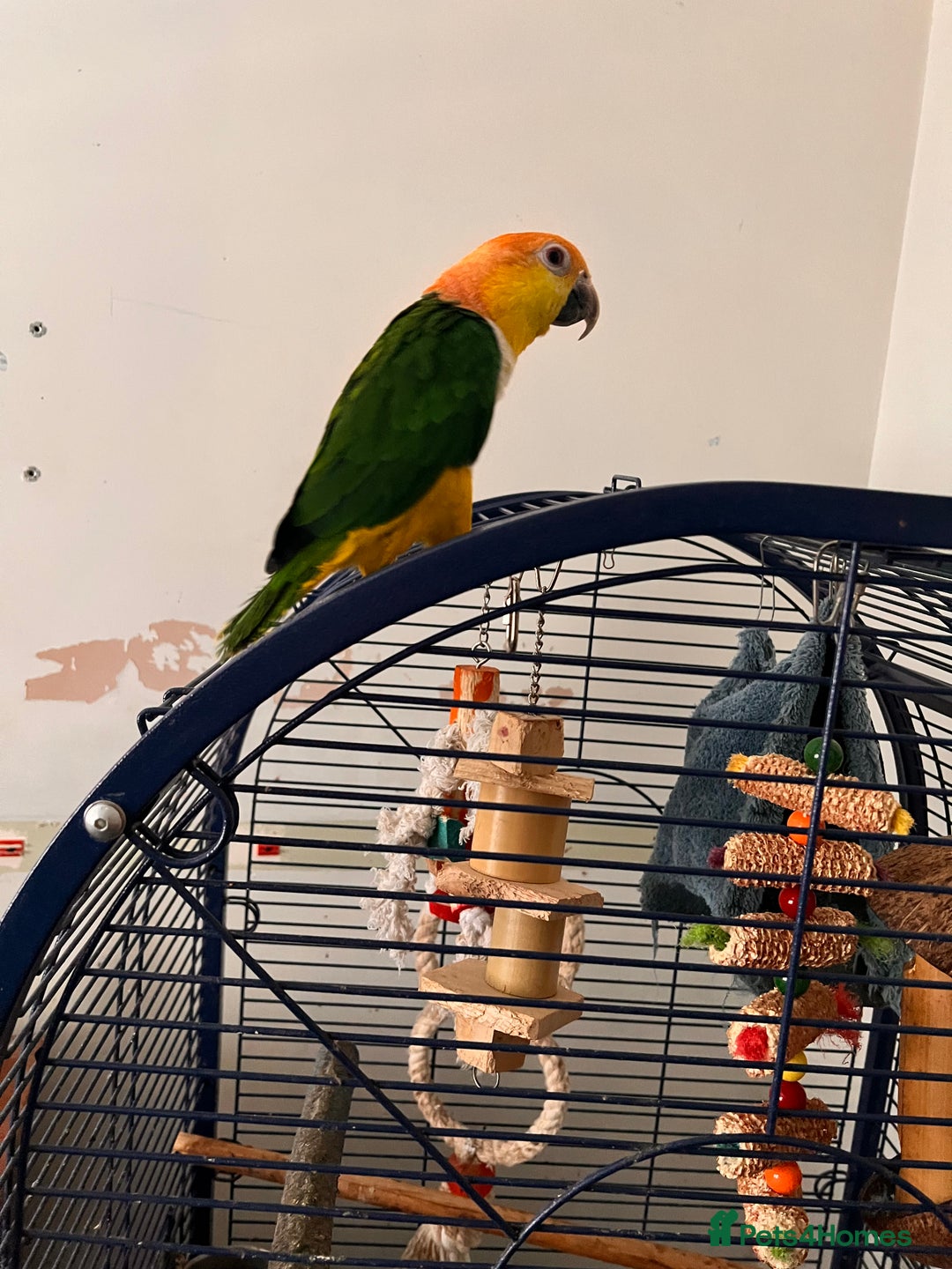 Parrots birds for sale: Caique parrot  - Advert 3