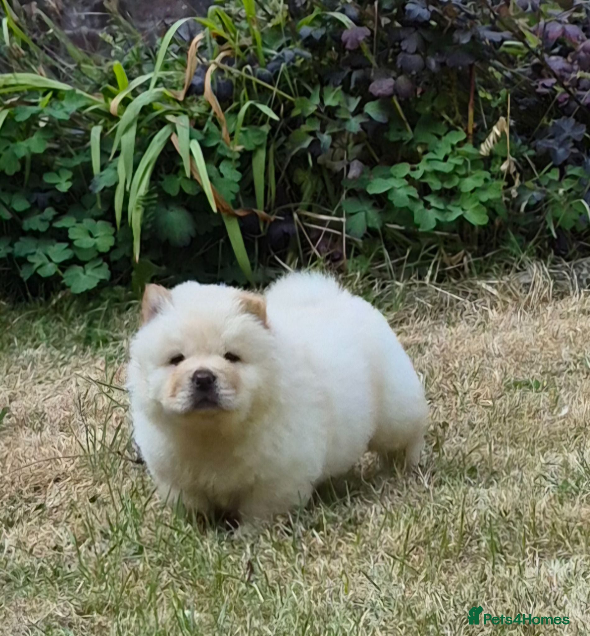 Chow Chow dogs Kc reg chow chow pups  - Advert 6