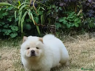 Chow Chow dogs Kc reg chow chow pups - Advert 6
