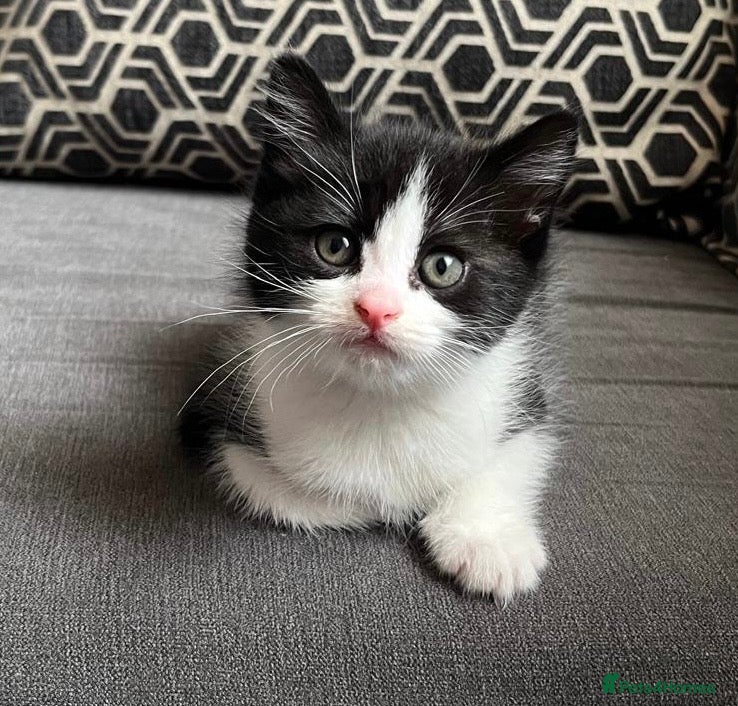 British Shorthair cats Kittens for sale - Advert 6