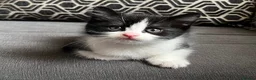 British Shorthair cats for sale: Kittens for sale - Advert 4