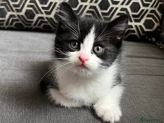 British Shorthair cats Kittens for sale - Advert 13