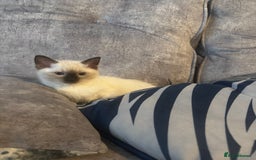 Ragdoll cats for sale: Beautiful RAGDOLL KITTENS  - Image 3