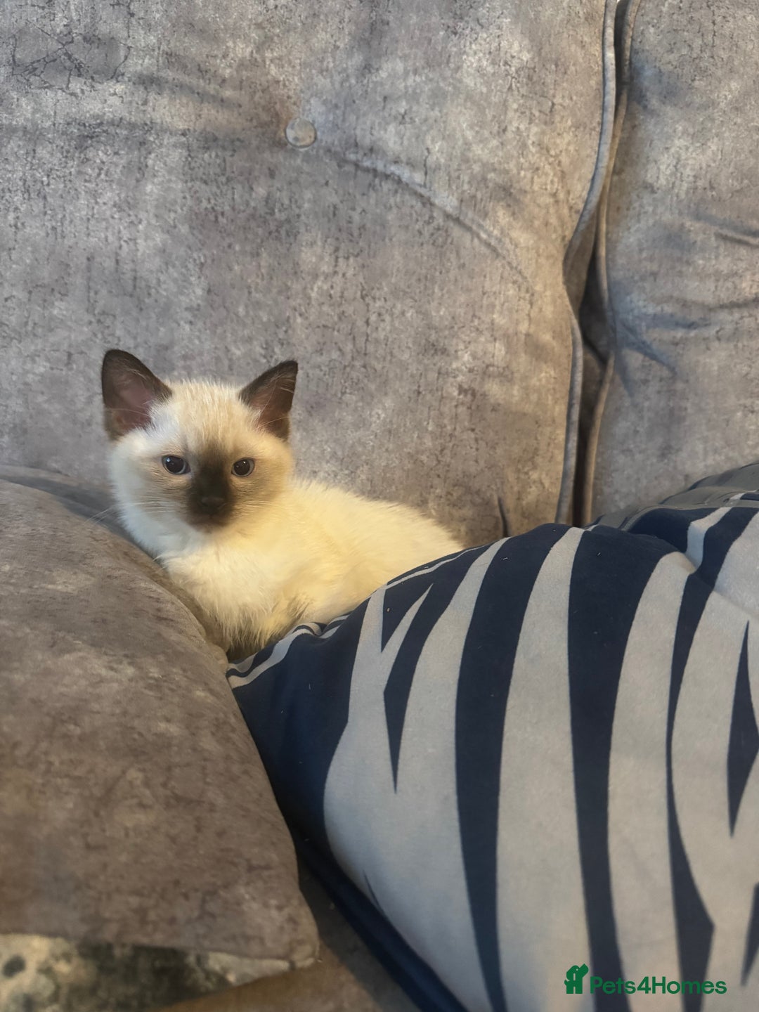 Ragdoll cats for sale: Beautiful RAGDOLL KITTENS  - Image 3