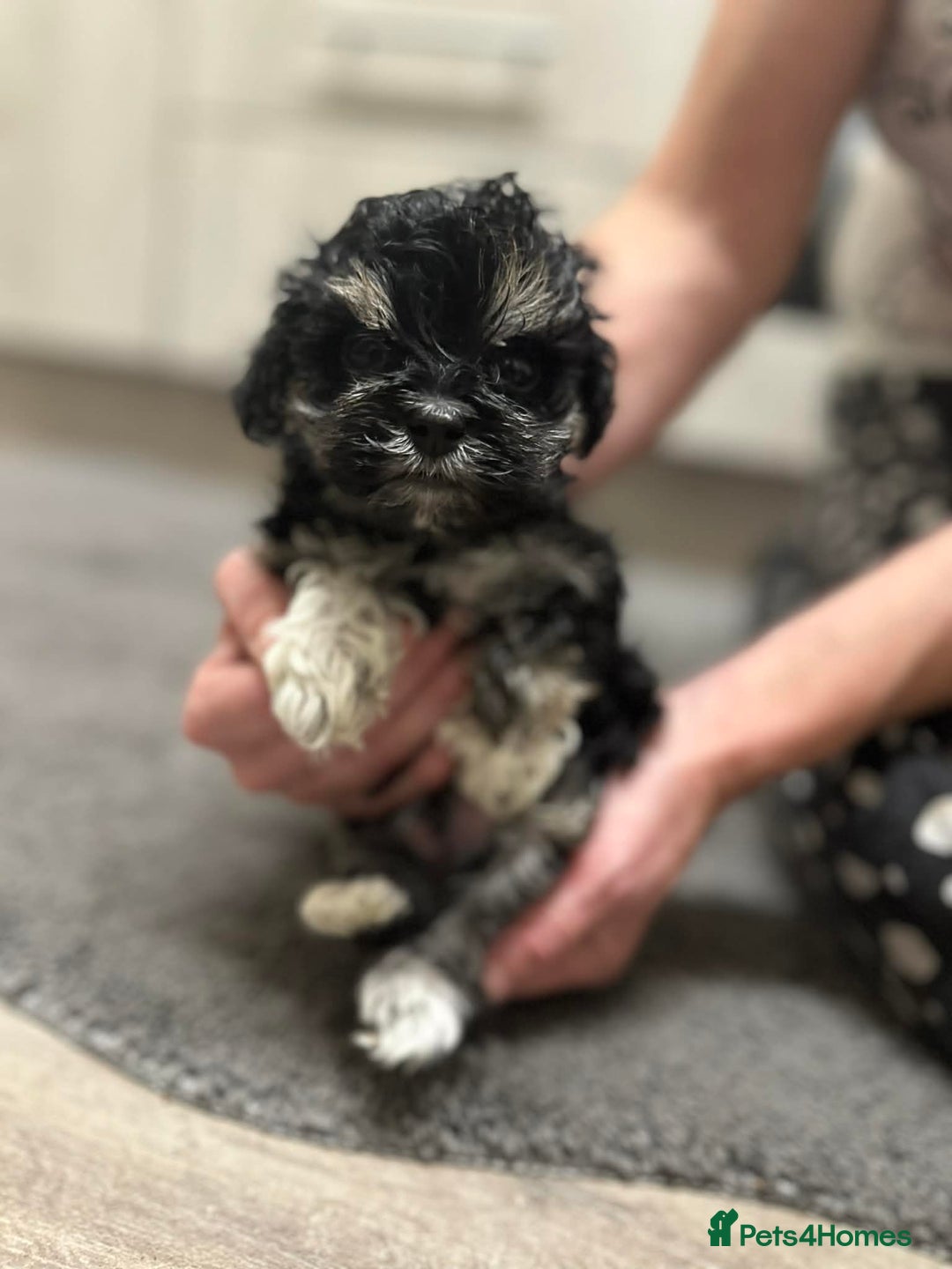 Maltipoo dogs for sale: MALTIPOO 🥰🥰 READY TO LEAVE  - Advert 17