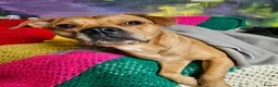 Mixed Breed dogs for sale: Beautiful American Bulldog × Staffie Mix Puppies in Glasgow - Advert 2