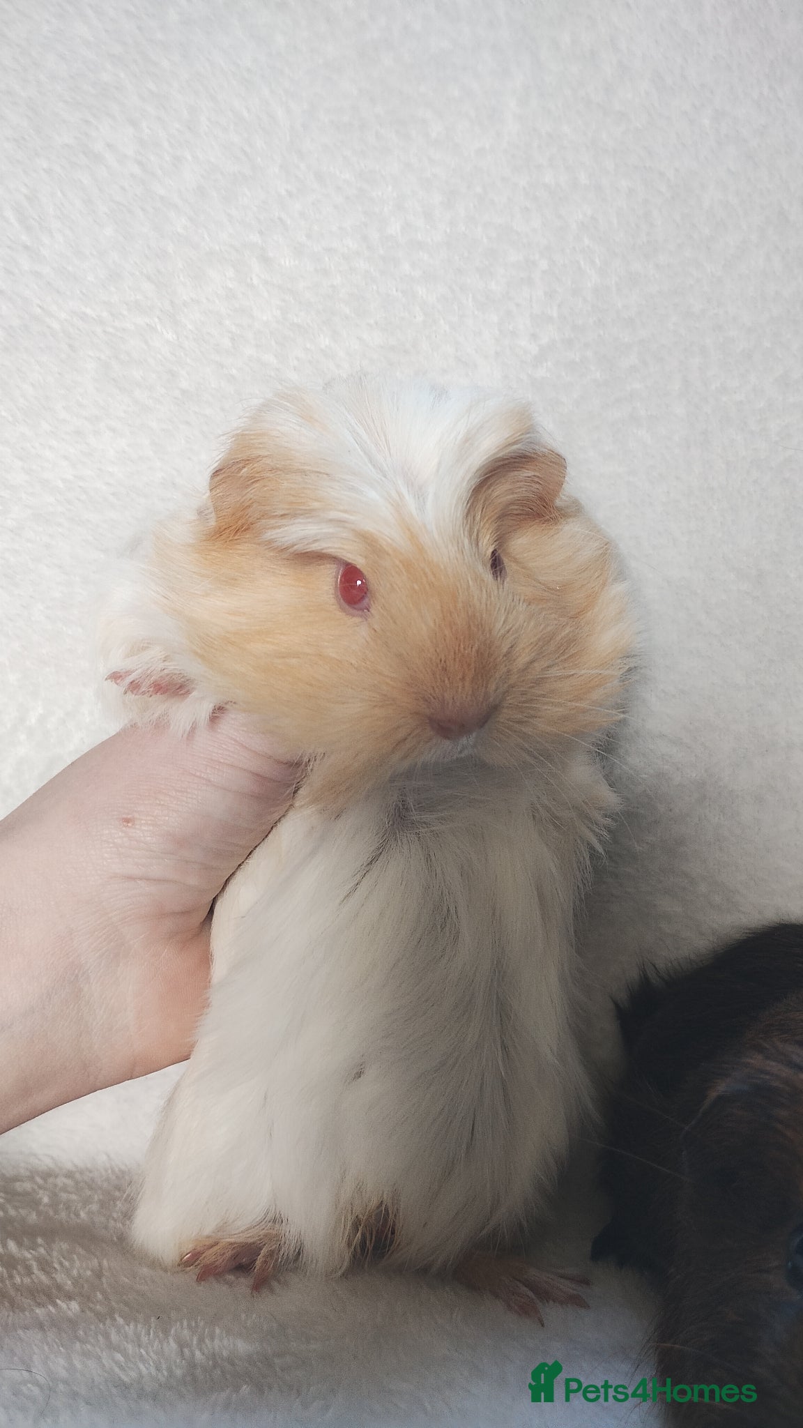 Guinea Pig rodents Baby guinea pigs Cornet and smooth ready now - Advert 3